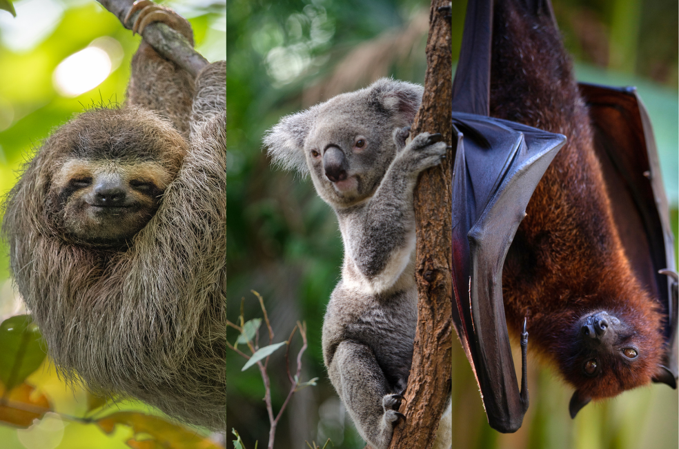 ¿Cuál es el animal que más duerme?: pasa casi toda su vida durmiendo