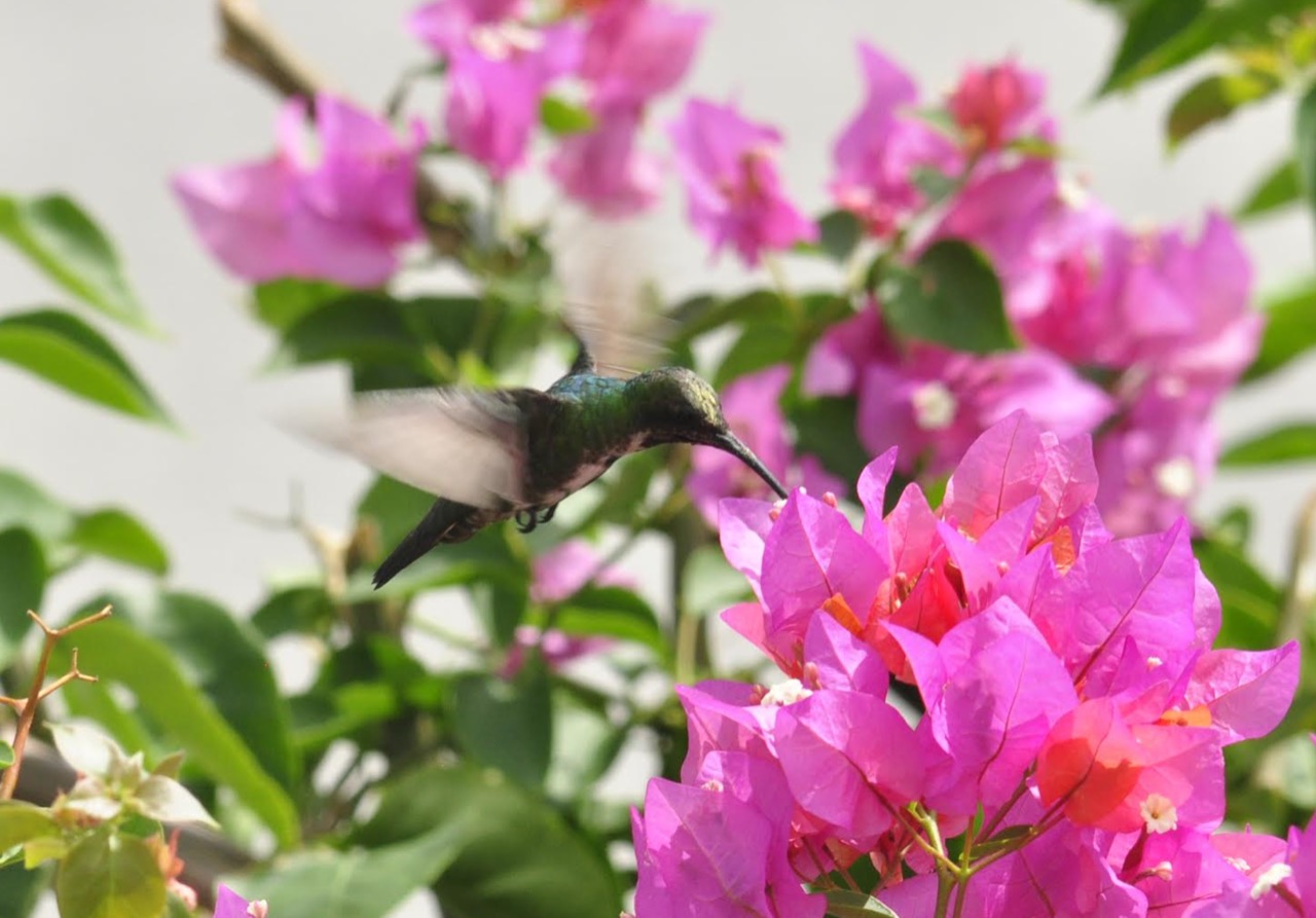 El colibrí mango pechiverde (Anthracothorax prevostii):