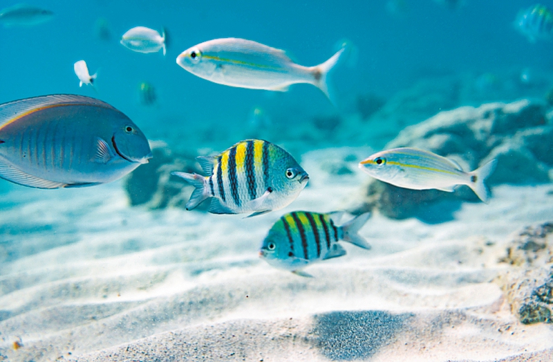 Las mejores actividades de esnórquel y buceo del Caribe se realizan en Aruba.