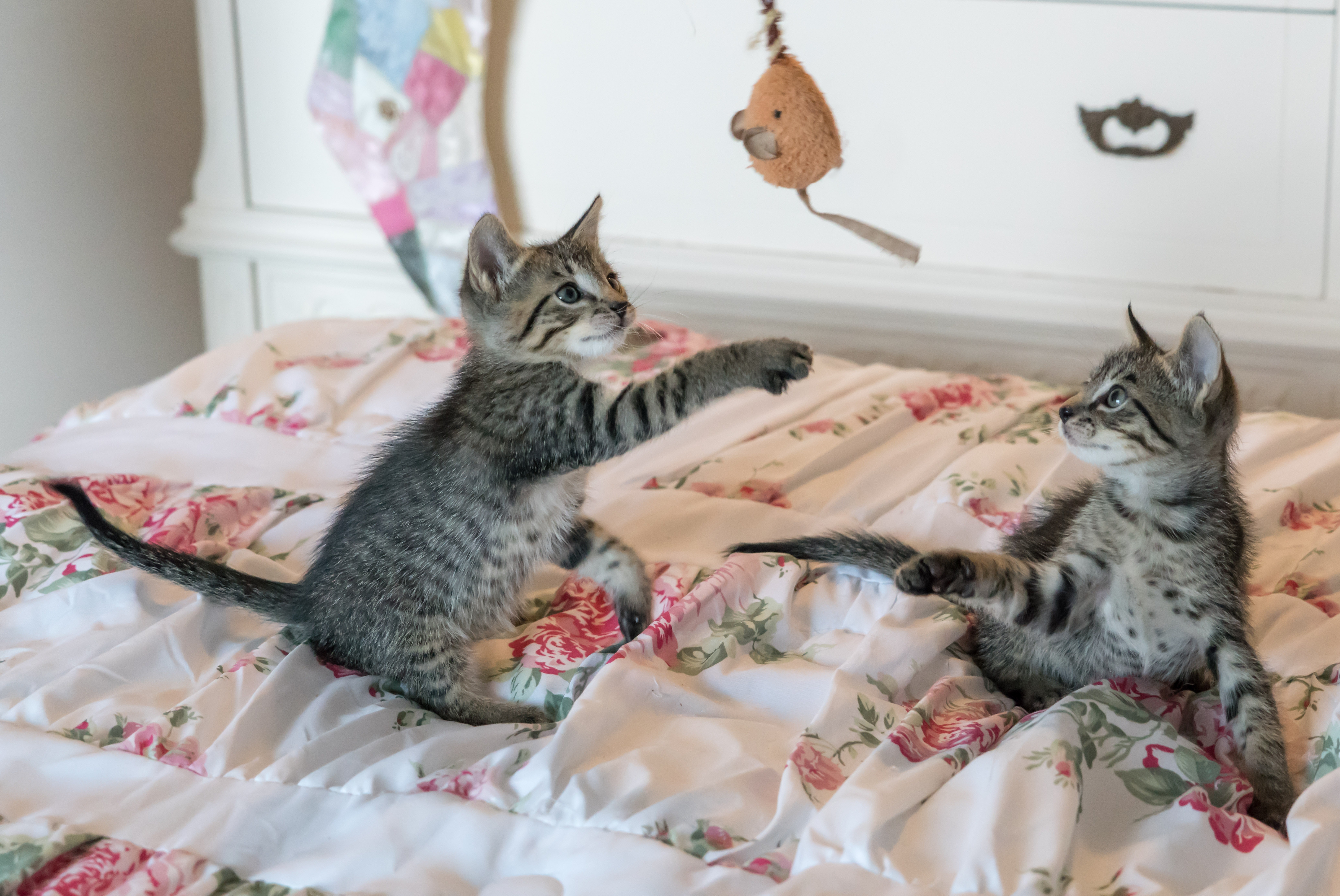 ¿Por qué es importante esterilizar a los gatos y perros? Beneficios del procedimiento