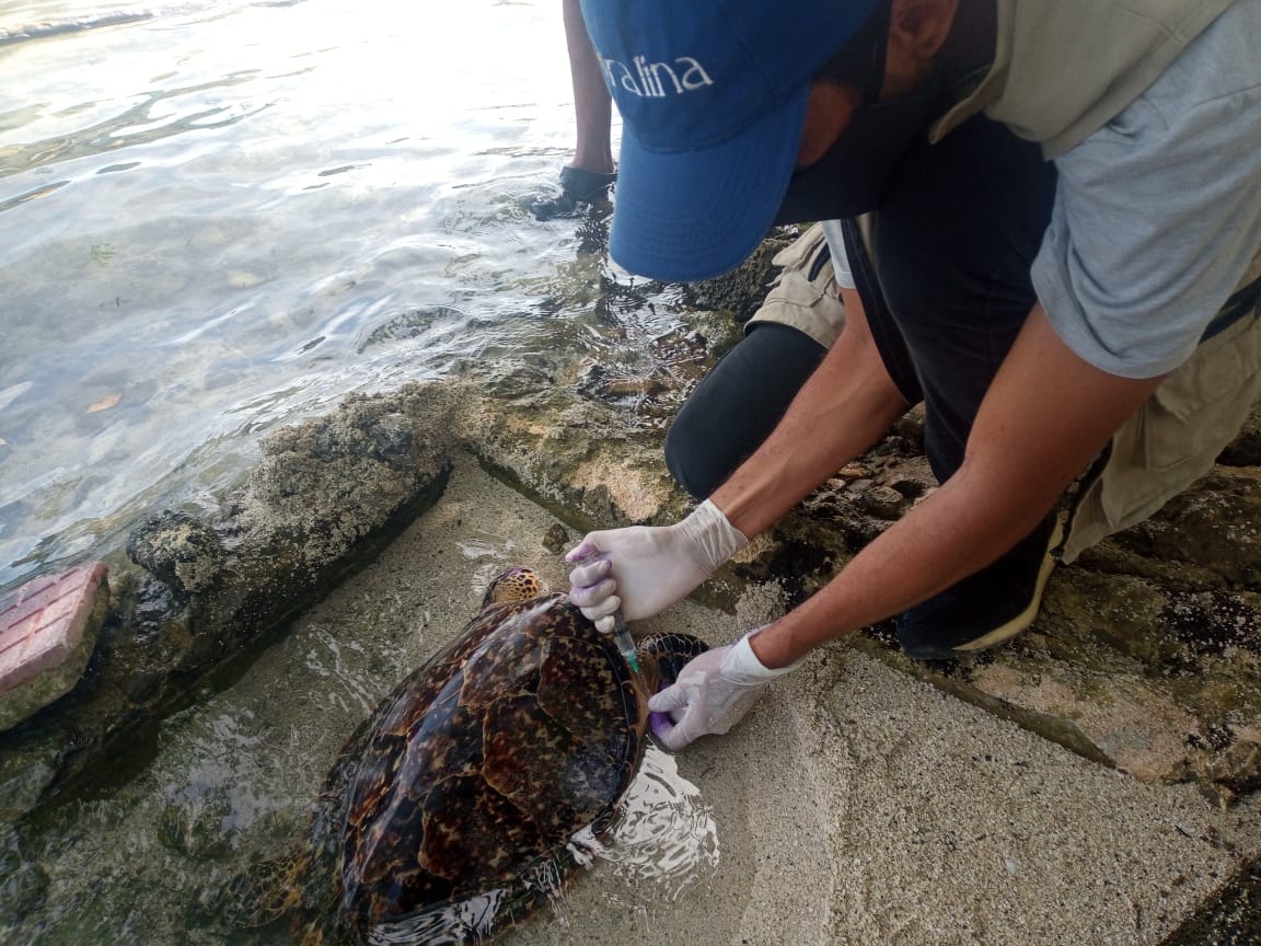 Rescatan tortuga marina herida por personas inescrupulosas