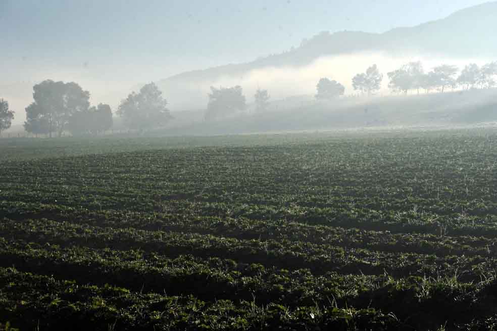 En 2019 habrá $80.800 millones para seguro agropecuario