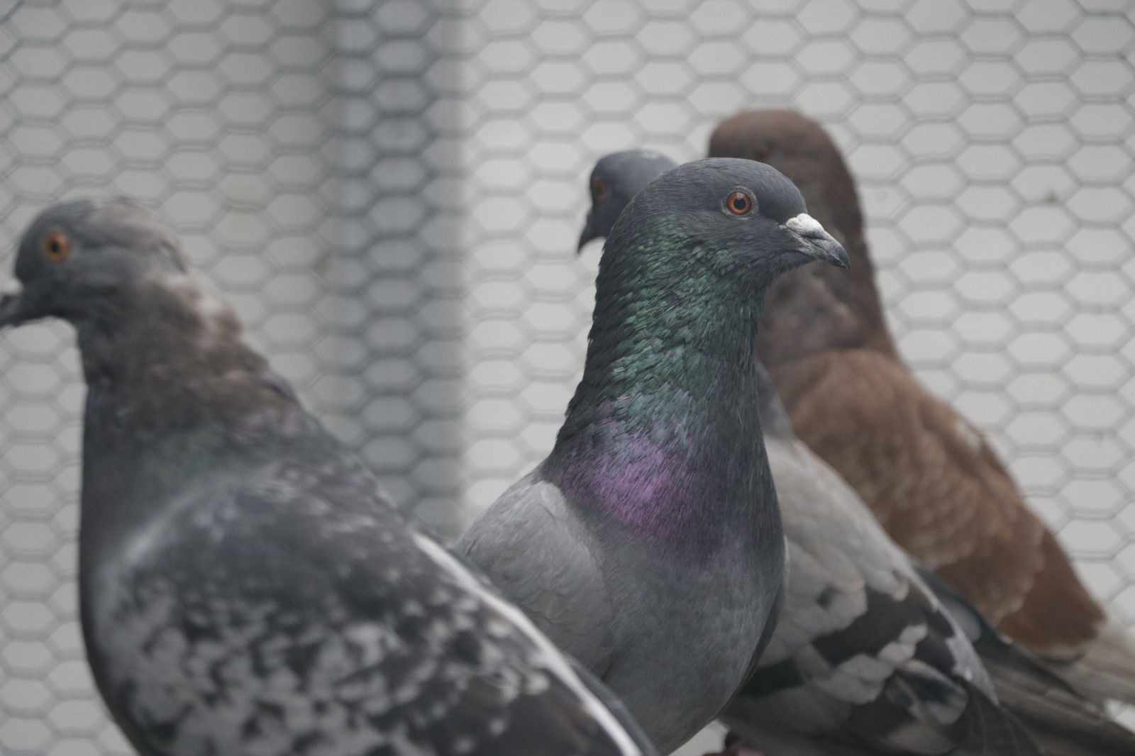 Clínica de Palomas de Bogotá, ubicada en zona rural de Usme.