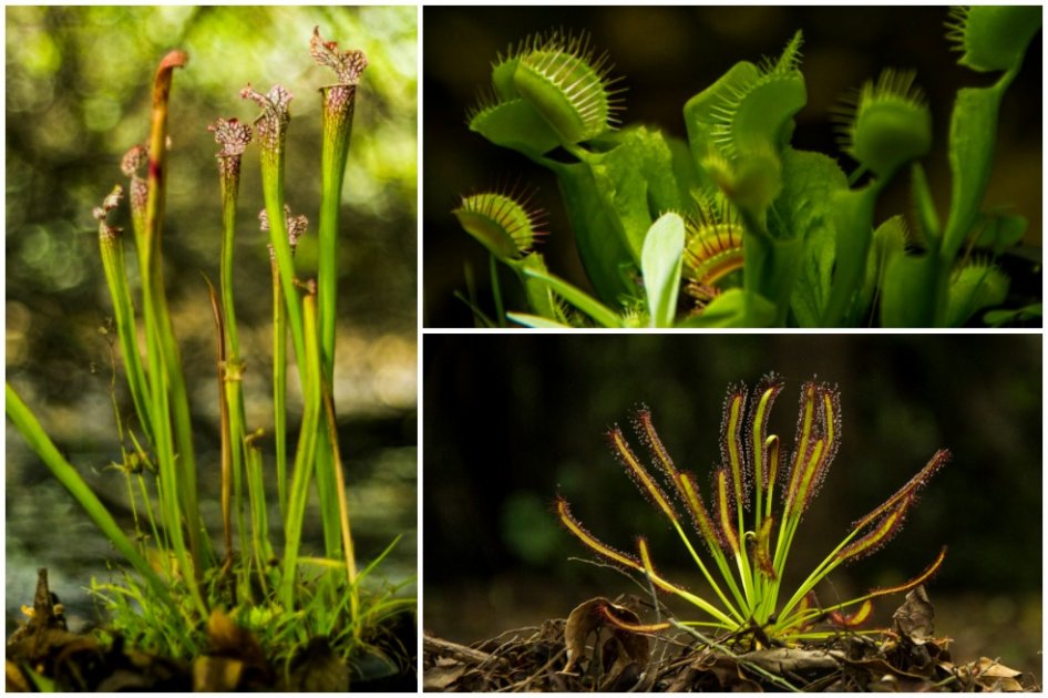 Exposición de plantas carnívoras se toma el Jardín Botánico de Bogotá