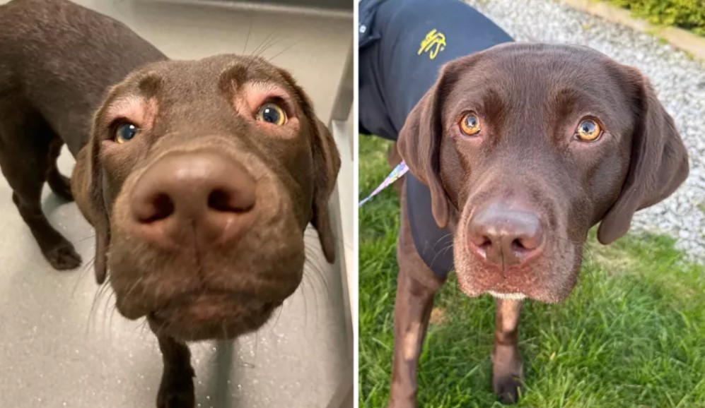 Misteriosa enfermedad dejó a perrita con los ojos hinchados y sin diagnóstico