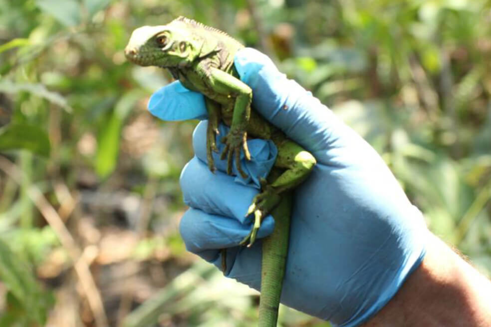 Regresan a su hábitat a 70 animales víctimas de tráfico de fauna silvestre en Bogotá