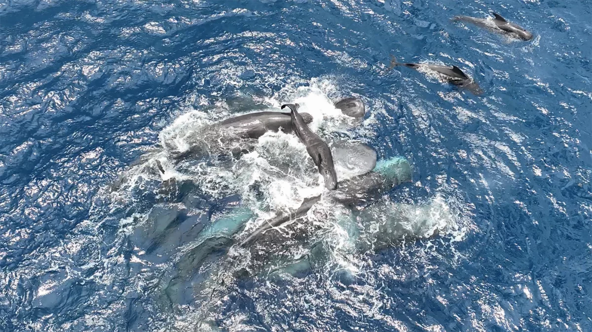 Por primera vez, se documenta en video a cachalotes ayudando en un parto en el océano