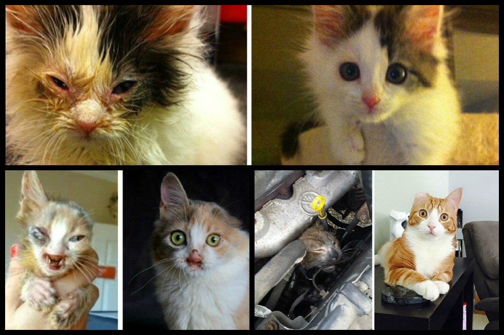 Adopción felina: un antes y un después