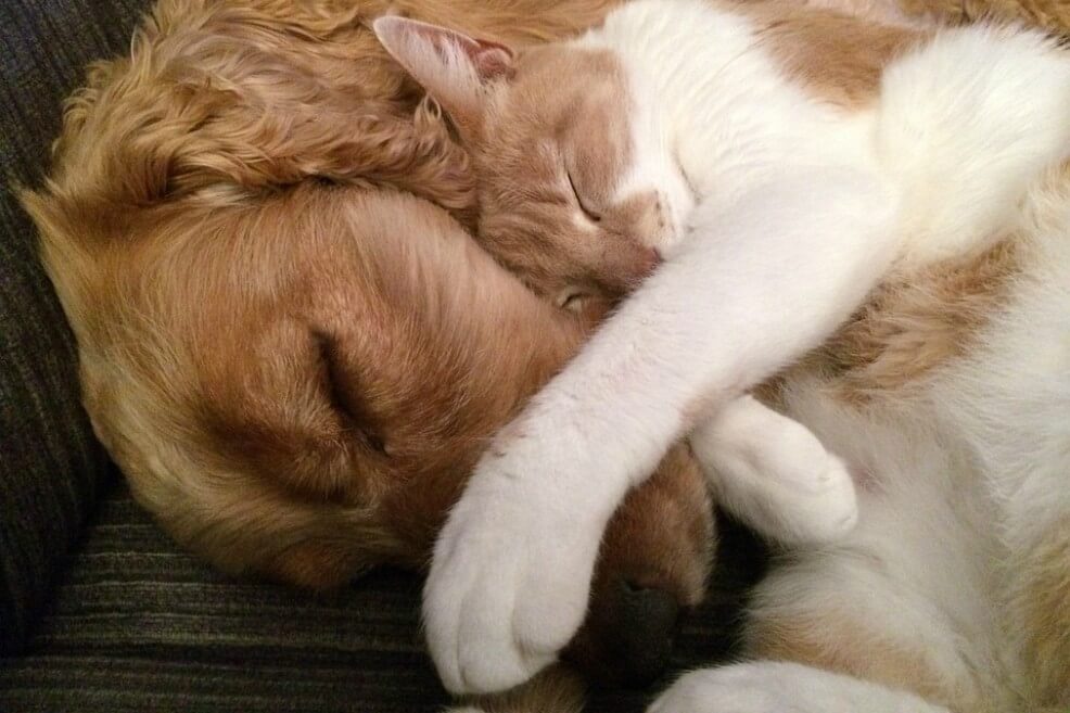 Dueños de perros serían más felices que los que tienen gatos, según encuesta
