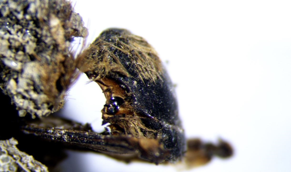 Paleontólogos hallan cientos de abejas momificadas de hace 3 mil años