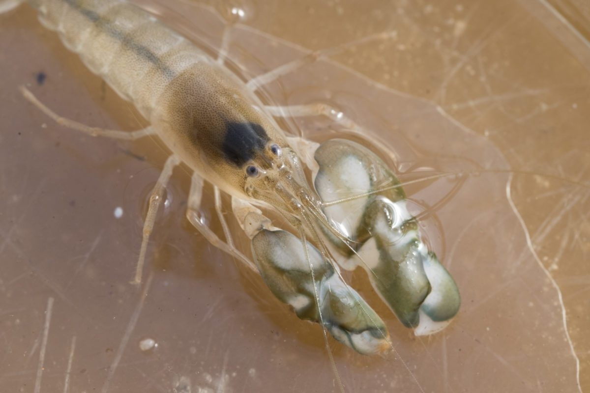 Los camarones hacen más ruido por el aumento de temperaturas