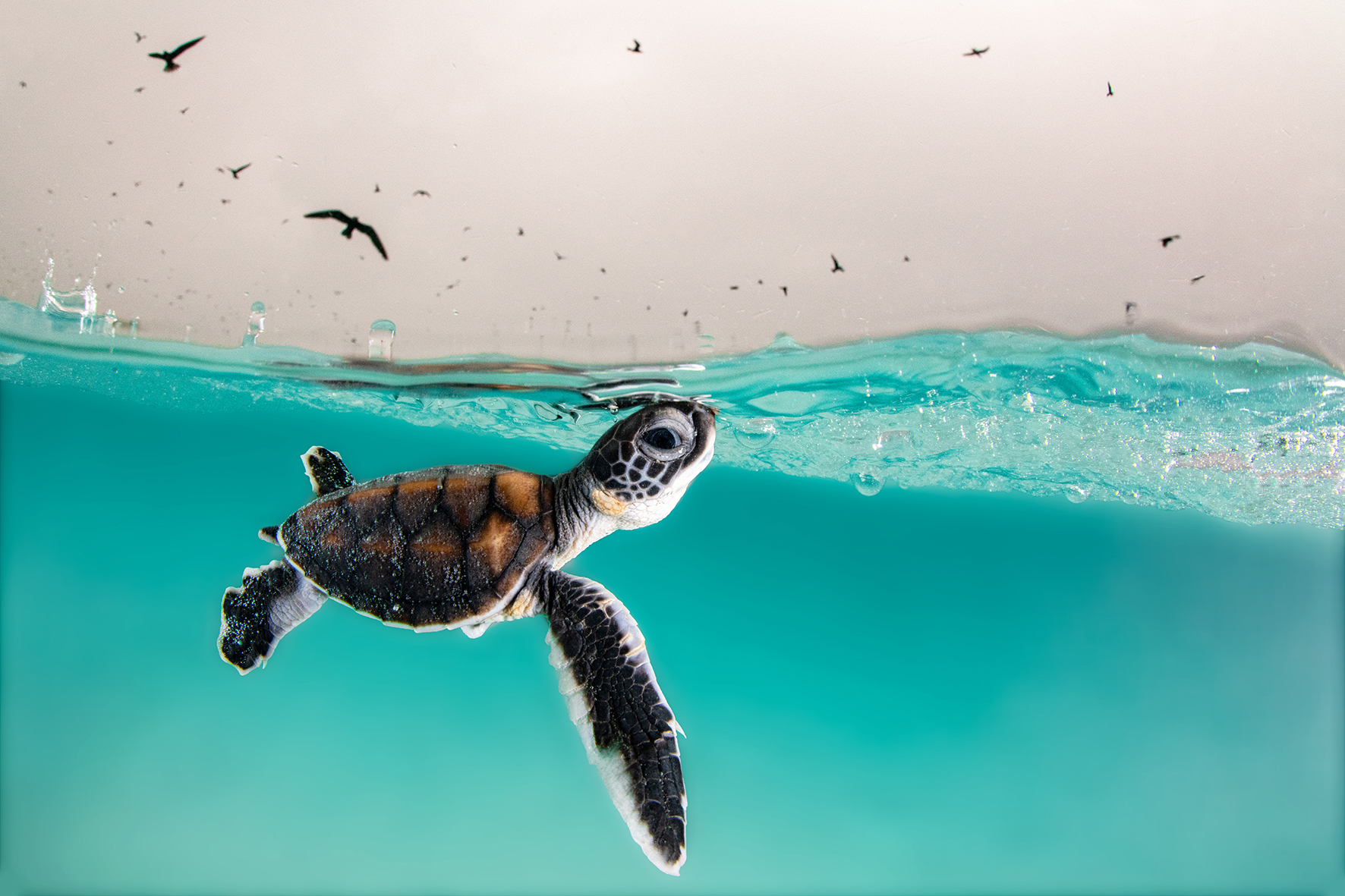 Una tortuga verde que nace sale a la superficie cautelosamente en busca de aire, hacia un cielo lleno de pájaros hambrientos.
Isla Heron, Australia