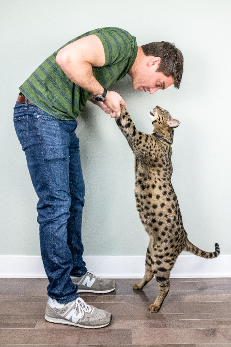 Datos curiosos sobre Fenrir, el gato más alto del mundo vivo | Guinness World Records