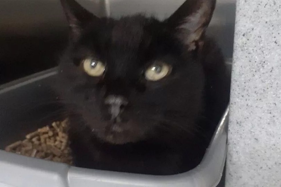 La historia de Simba, un gato de 18 años que fue abandonado en un parqueadero