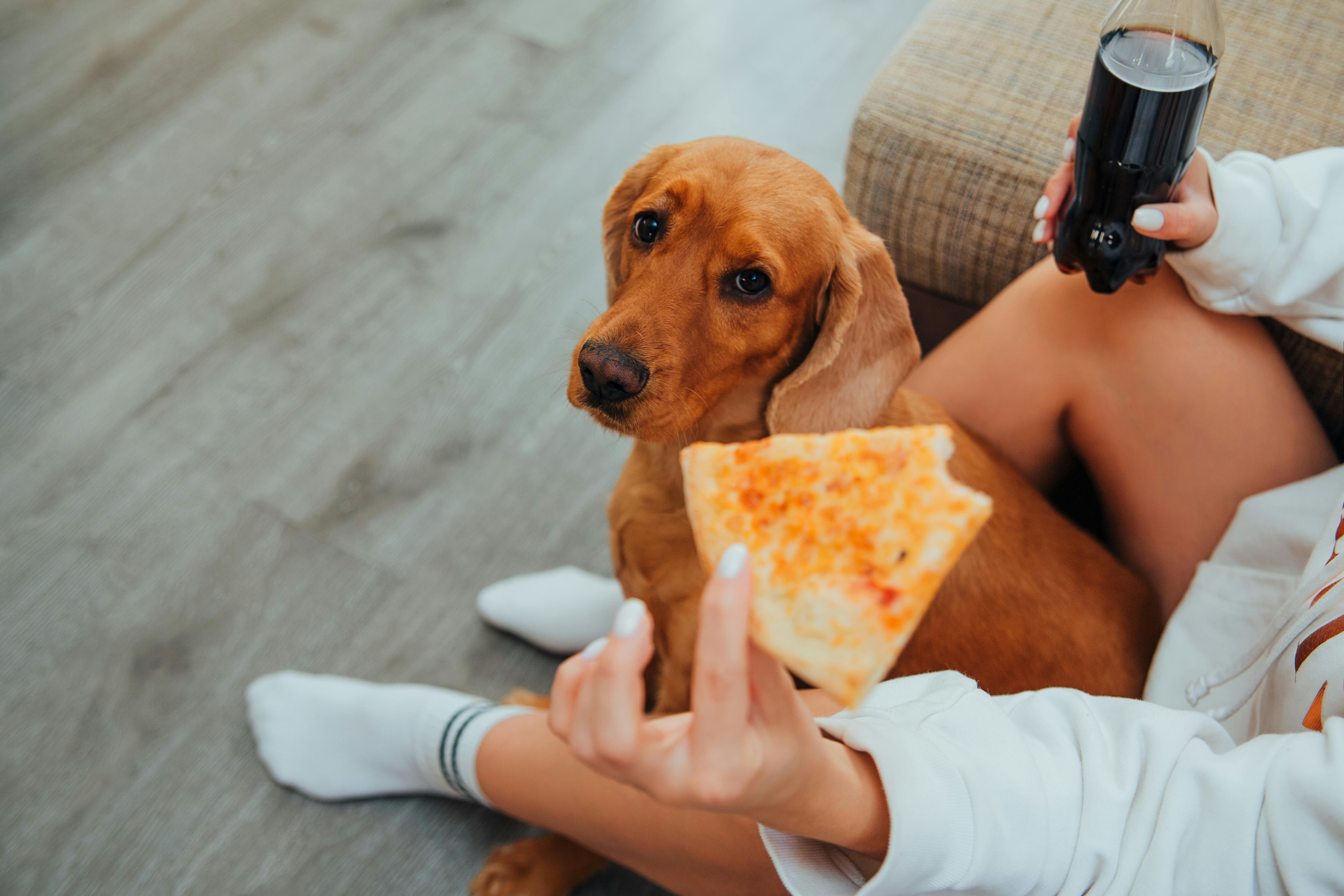 ¿Su perro tiene sobrepeso? Riesgos y problemas de visión a los que se debe atener