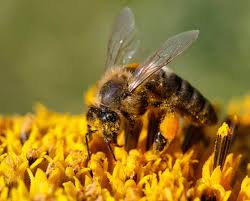 Inteligencia Artificial para conservar las poblaciones mundiales de abejas