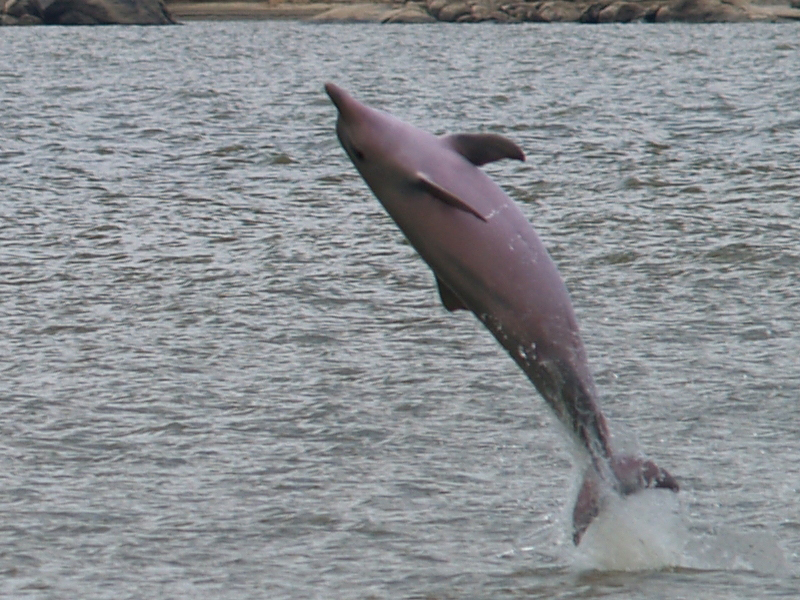 El delfín gris es clasificado como especie en peligro de extinción
