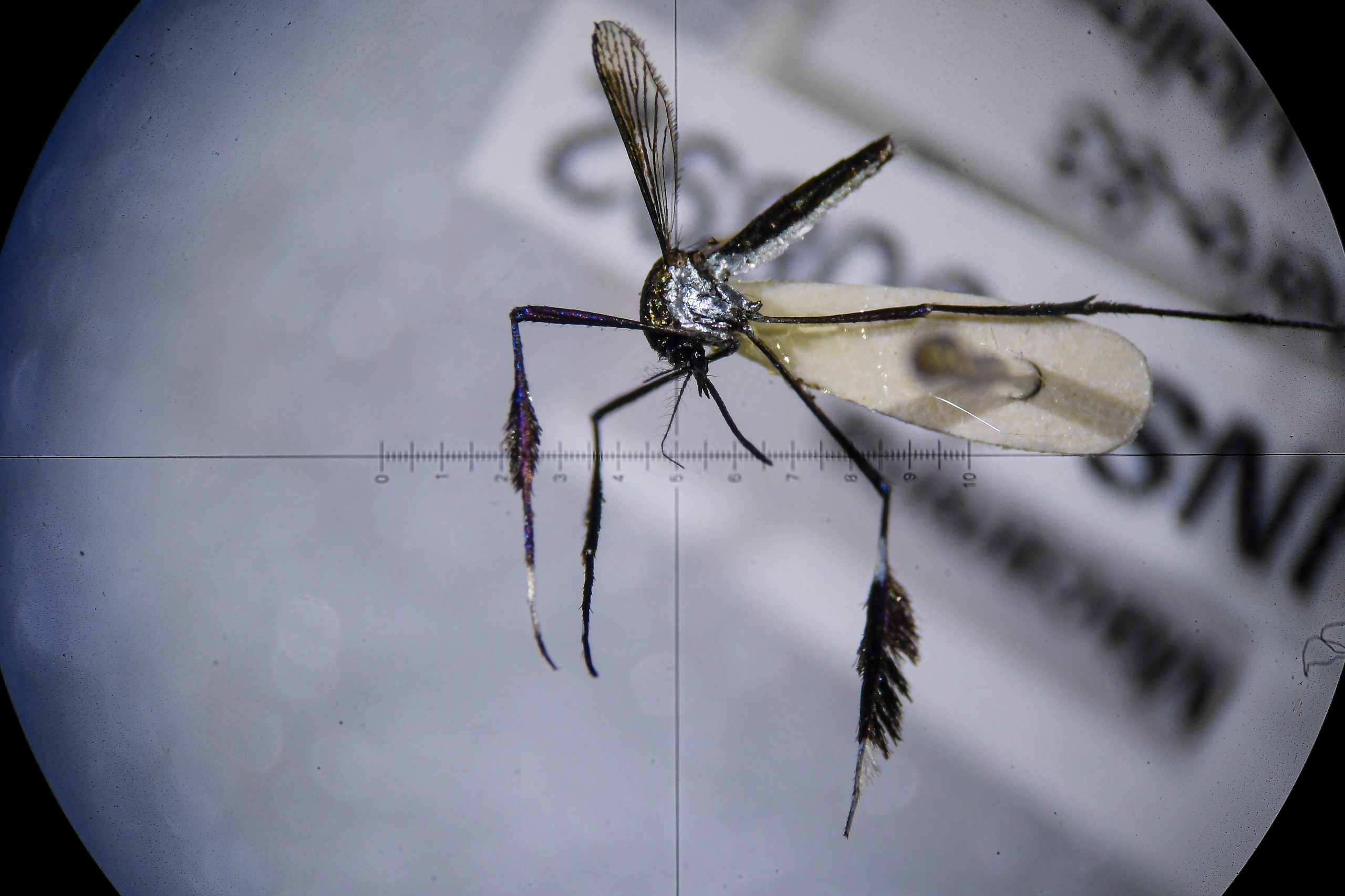 Tras el rastro de los mosquitos que transmiten el virus de la fiebre amarilla