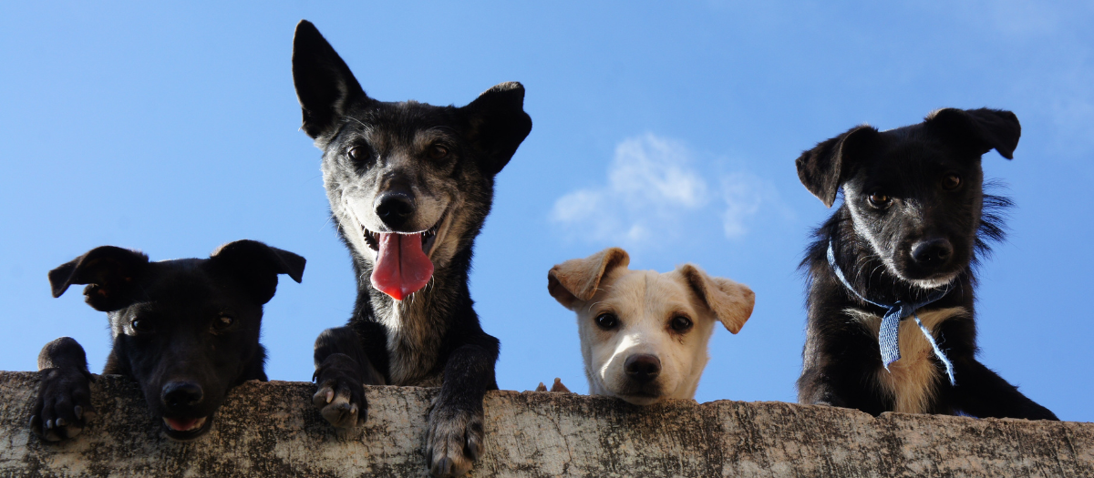 Razas de perros: estas son las 4 más populares en Colombia