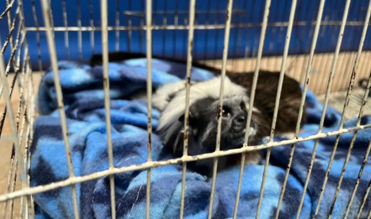 Antioquia: judicializan a tres personas por comercializar fauna silvestre