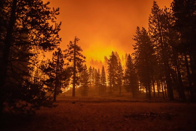 Cerca de 4.000 gigantescas secuoyas calcinadas en los incendios de California