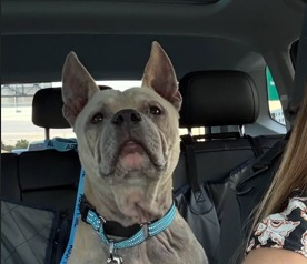 Perrito fue rescatado 40 minutos antes de su eutanasia gracias a una publicación en redes