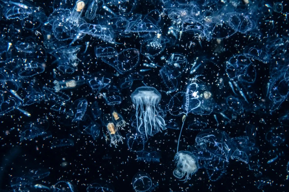 Henley Spires es el ganador de la categoría Costa y Marina por su foto en la que retrata a un par de medusas nadando en medio de una floración de plancton.