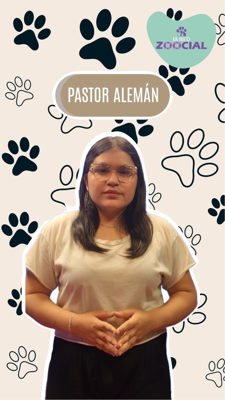 (Video) El pastor alemán, una de las razas de perros más inteligentes del mundo