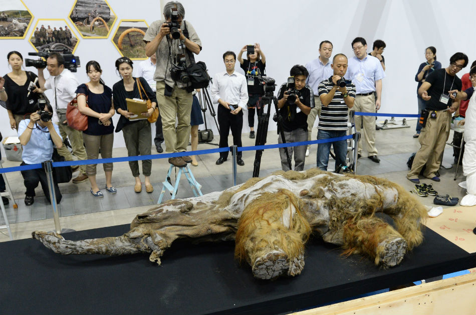 Mamut de hace 39.000 años, da pistas de los primeros rastros humanos en el Ártico