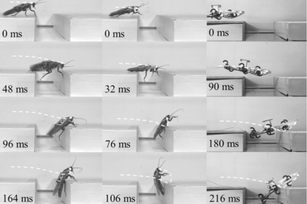 Las cucarachas enseñan a los robots a superar obstáculos