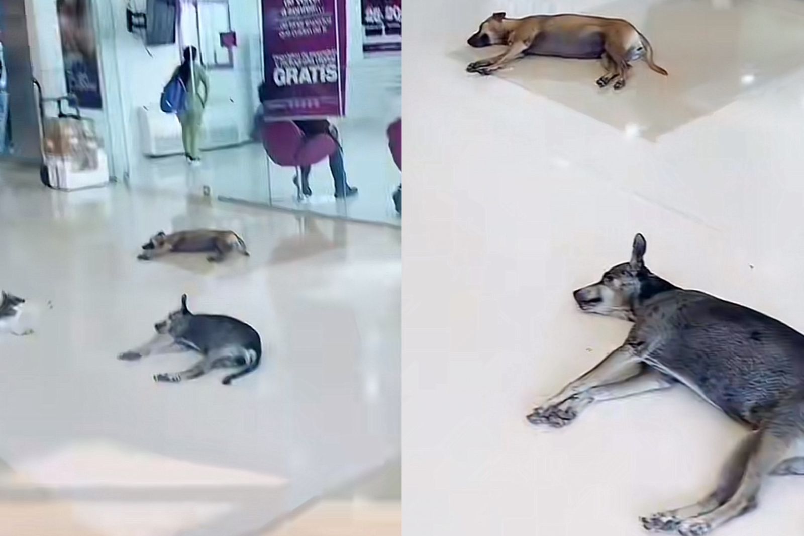 Centro comercial acoge perros y gatos por fuerte ola de calor en Cartagena