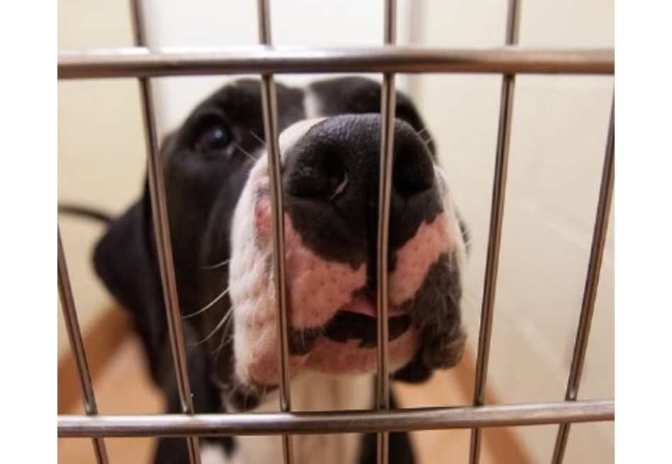 “Solo quiero un hogar”: el emotivo mensaje de un perro que no ha sido adoptado