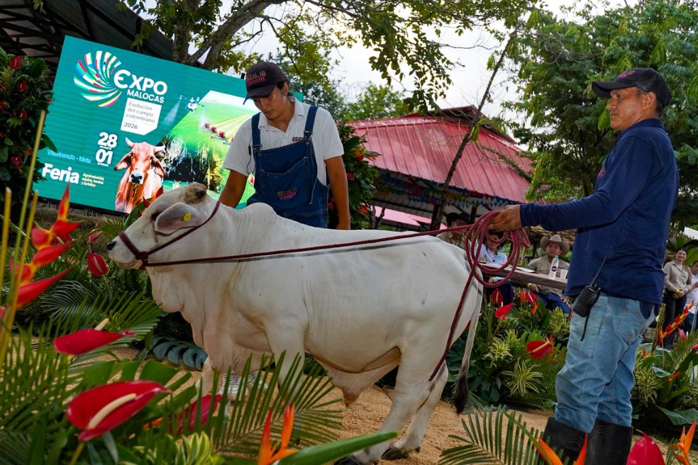 El departamento del Meta abre una ventana al desarrollo con su feria Expomalocas 2026