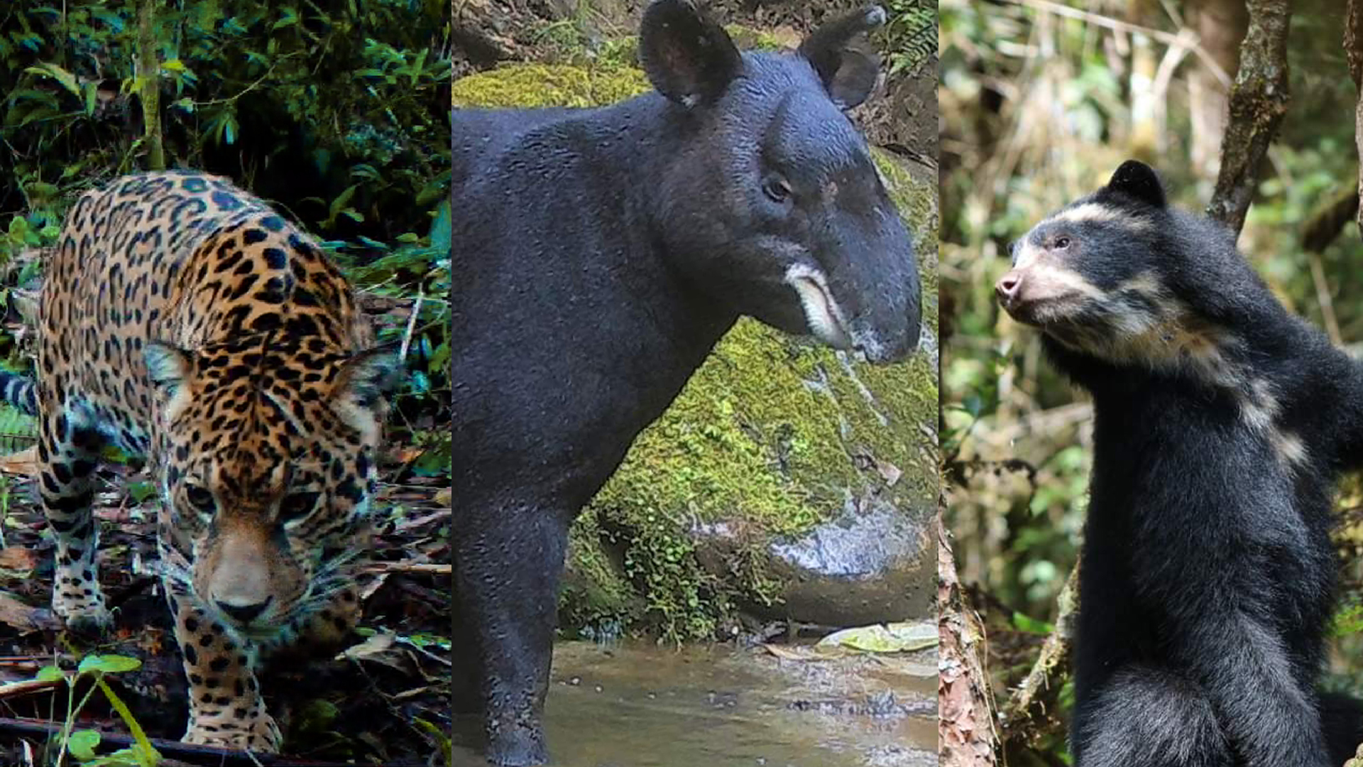 ¡Prográmese! Llega la octava edición del Festival del Oso y la Danta en el Huila