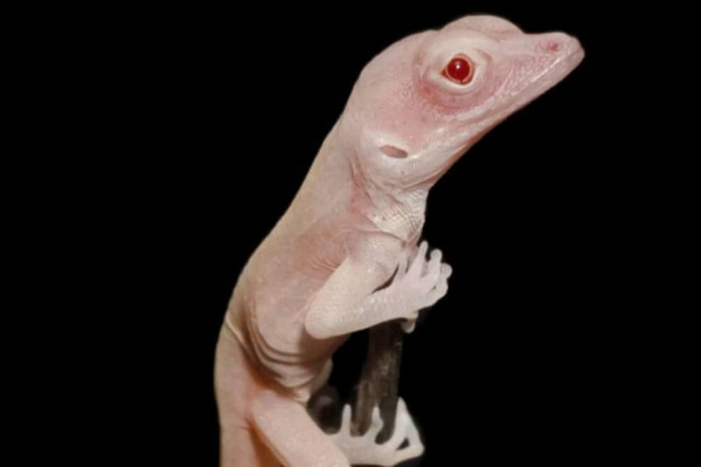 El lagarto albino, primer reptil modificado genéticamente