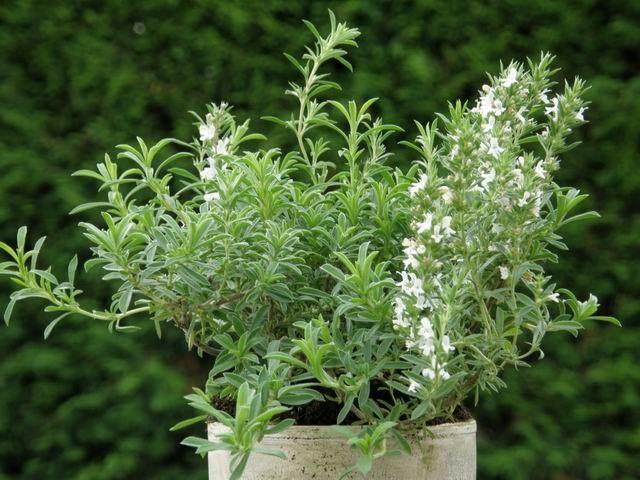 ¿Por qué algunas plantas son más domesticables que otras?