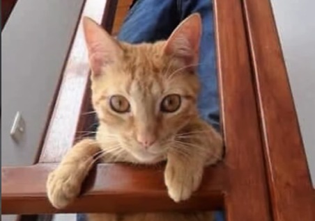 Familia transforma la despedida de su gato de 18 años en ayuda para otros animales