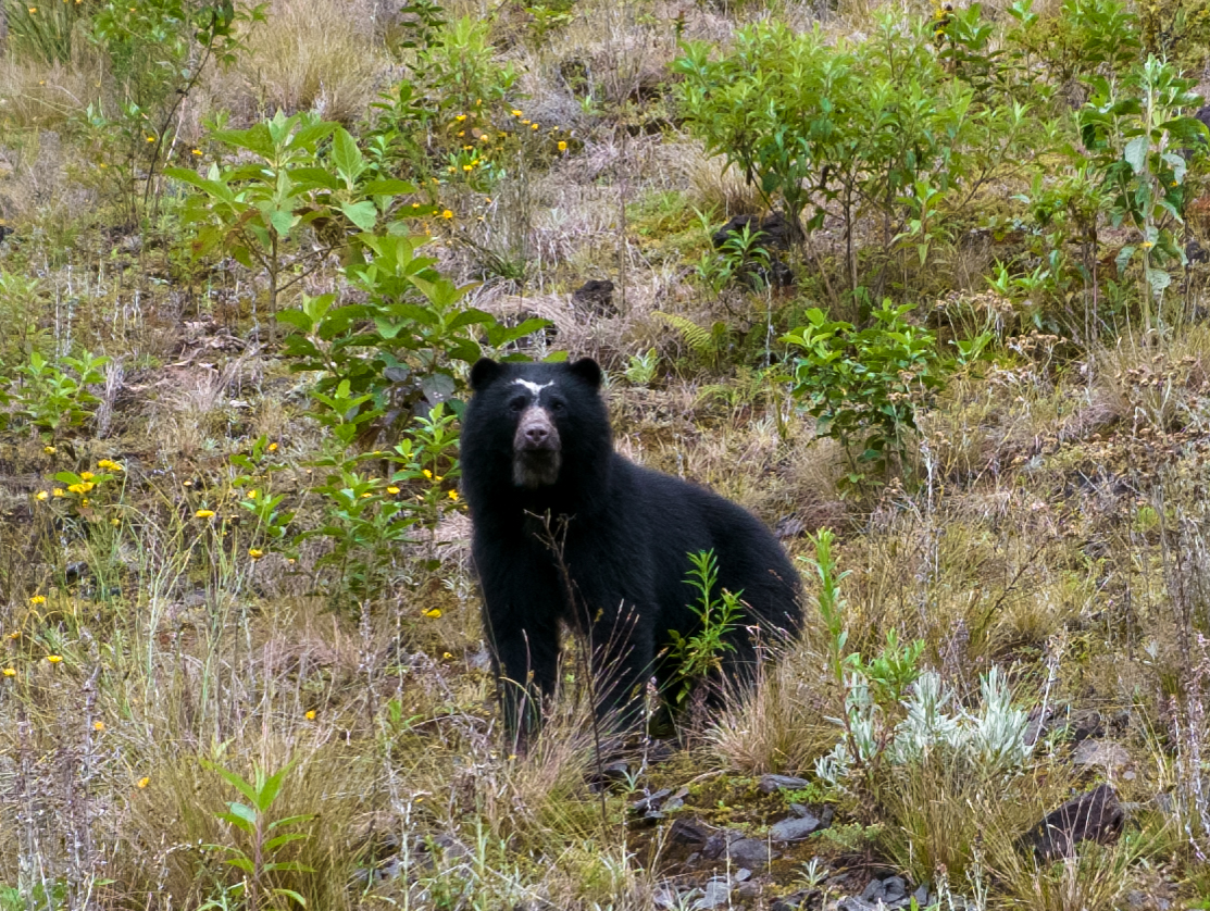 Oso andino fue visto merodeando por el páramo de Chingaza