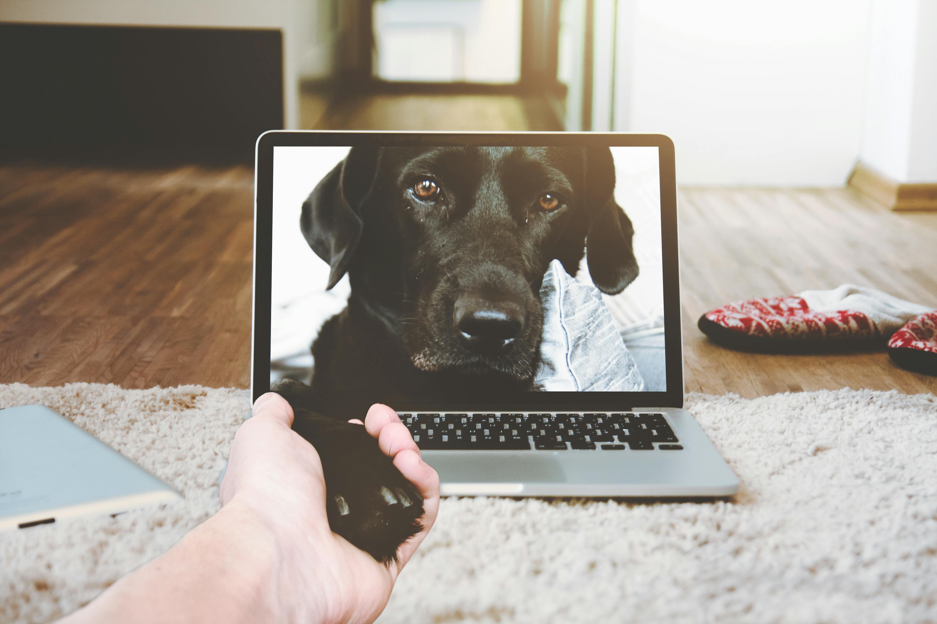 El dilema ético de las mascotas “influencers” en redes sociales
