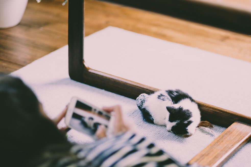 Cinco redes sociales pet-friendly para los amantes de los animales