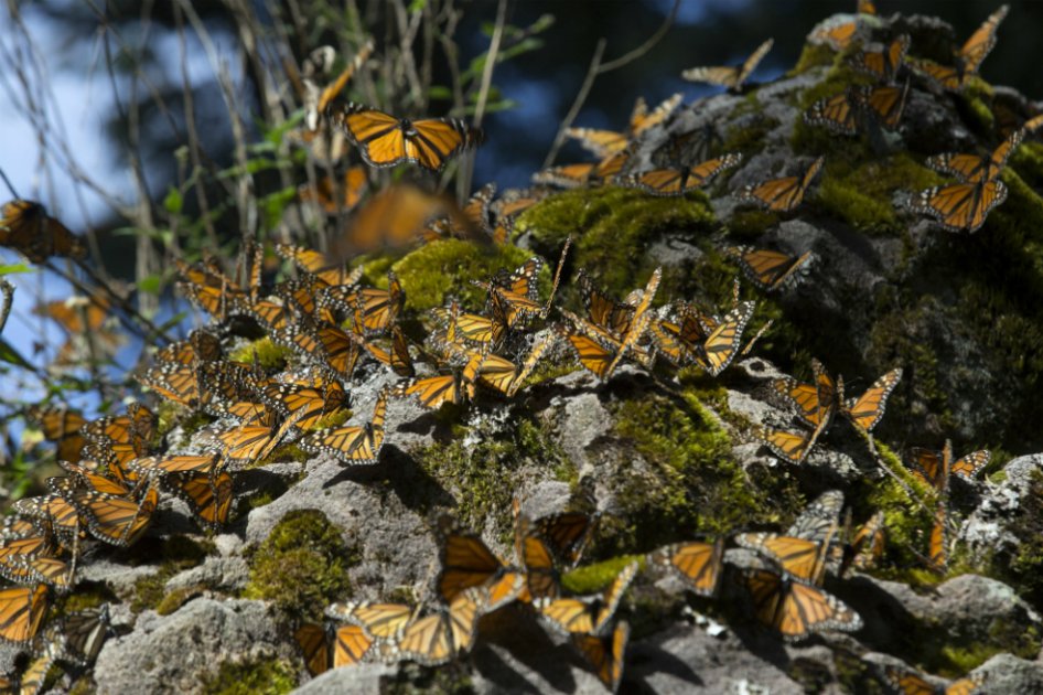 Migración de mariposa monarca a México se recupera esta temporada