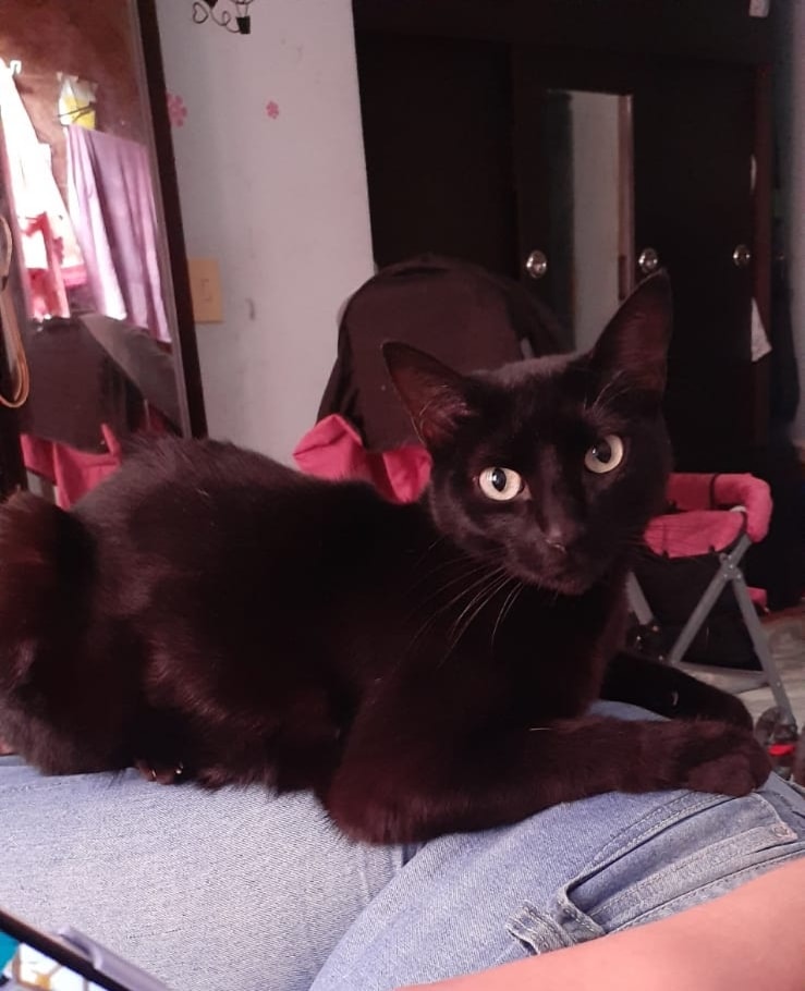 Gatos perdidos en Bogotá, ¿los ha visto?