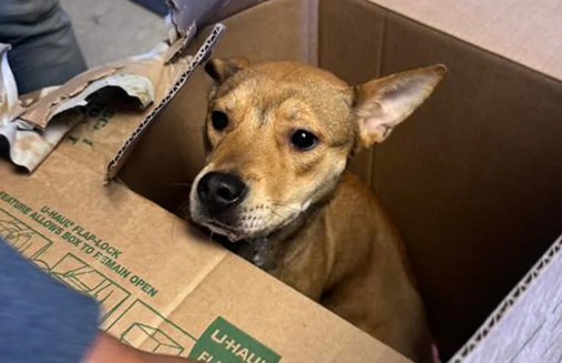 Ni lo intente: esta ciudad cobrará más de 10.000 euros a quien abandone un animal