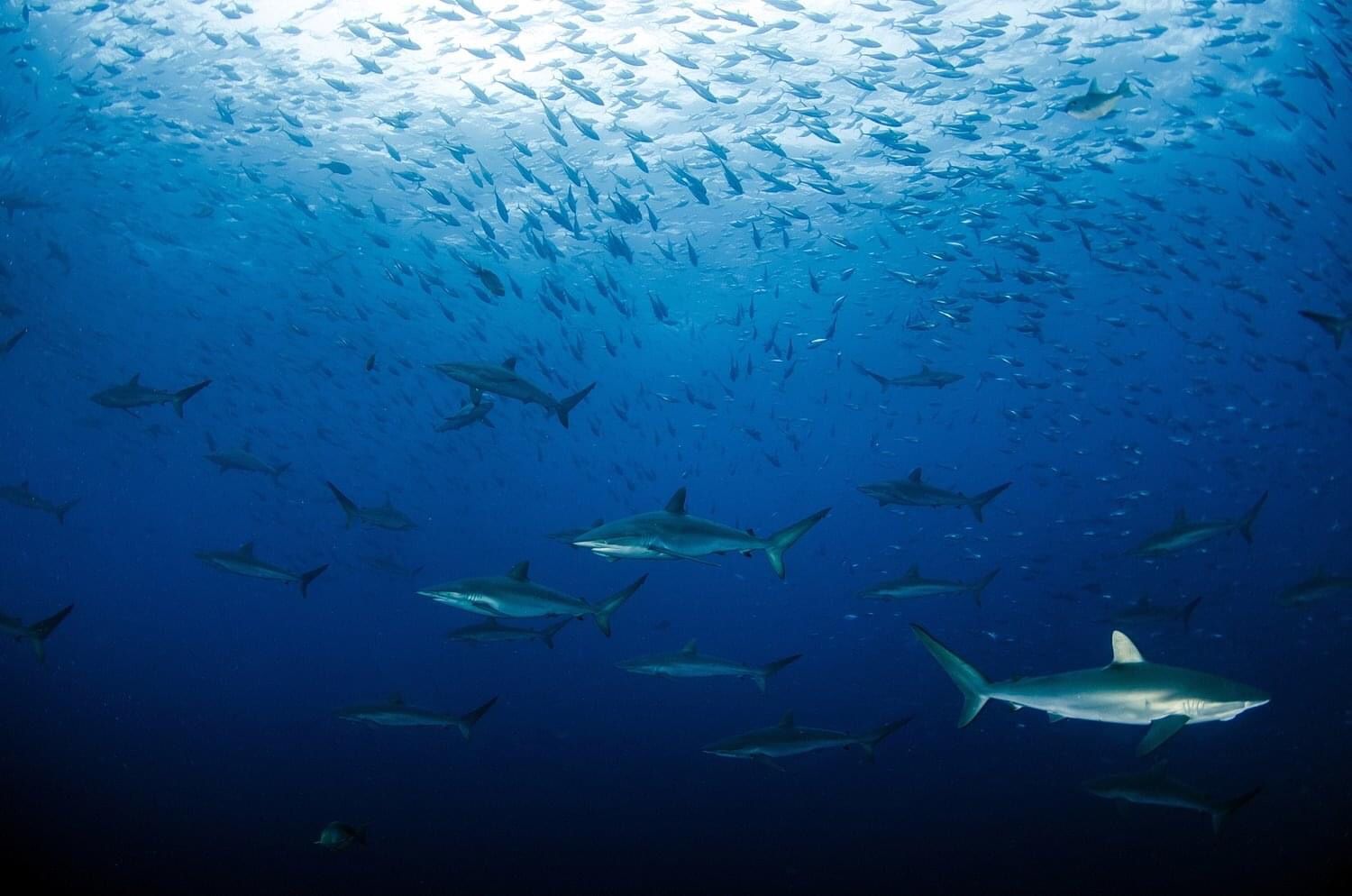 Catamarán Silky - Malpelo