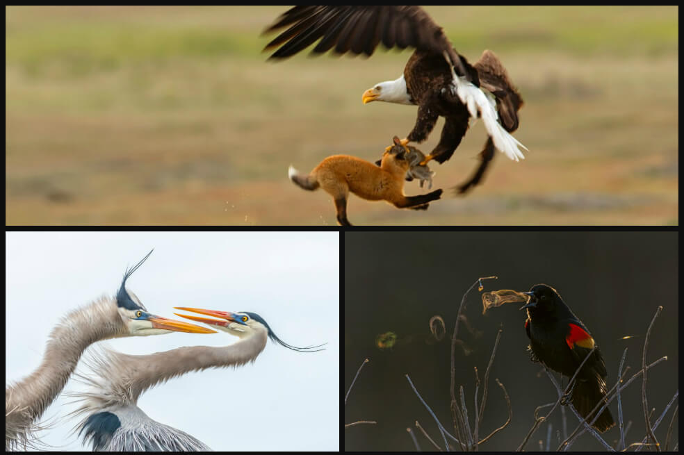 Audubon Photography Awards 2019: las imágenes ganadoras que resaltan la belleza de las aves