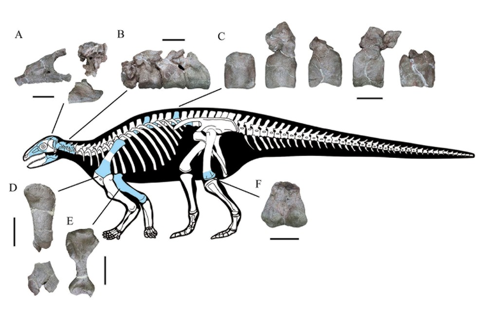 Esqueleto del dinosaurio.