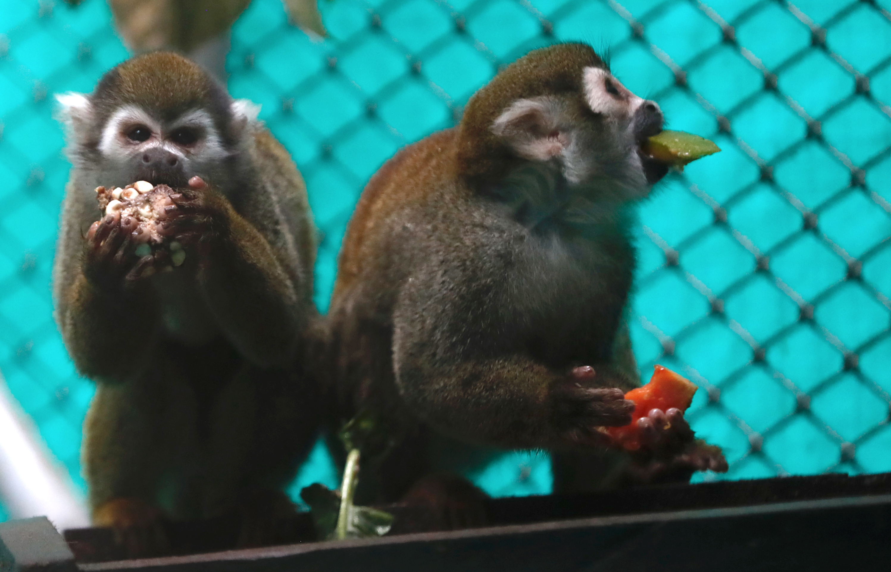 ACOMPAÑA CRÓNICA: COLOMBIA ANIMALES PALMIRA (COLOMBIA) 27/03/23.- Dos monos ardilla comen, en el Centro de Valoración y Atención de Fauna Silvestre San Emigdio, el 24 de marzo de 2023 en Palmira, Valle del Cauca (Colombia). En las montañas de Palmira, en el suroeste de Colombia, 108 monos están en tratamiento para recuperarlos de los maltratos a los que fueron sometidos en un laboratorio por parte de una fundación que los usaba para experimentar una vacuna contra la malaria. EFE/Ernesto Guzmán