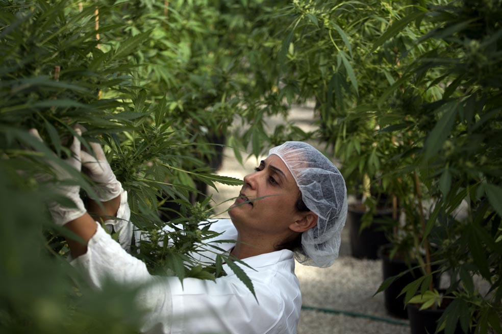 Cannabis medicinal: una alternativa para tratar la epilepsia y el dolor crónico