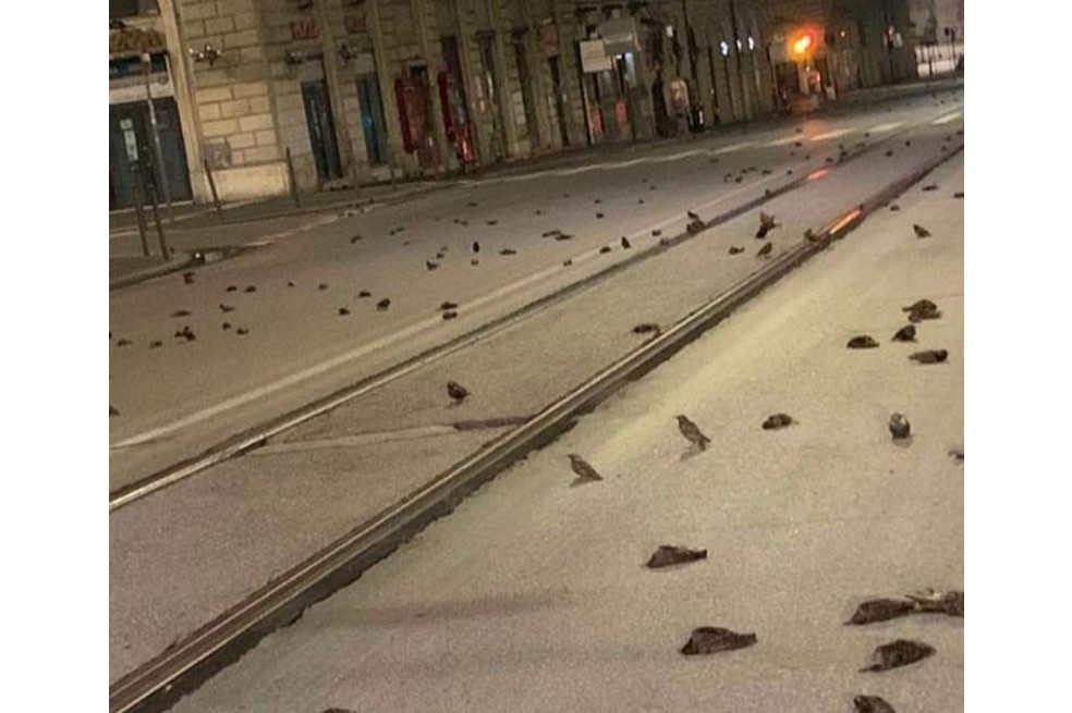 Cientos de aves aparecen muertas en Roma por la pólvora de fin de año