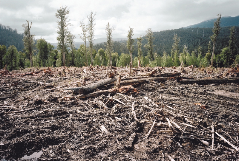Otro desafío ambiental de Colombia: detener la degradación de sus bosques